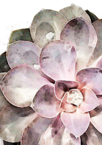 Succulent Close-up White Modern Wood Framed Art Print with Double Matting by 1x Studio II