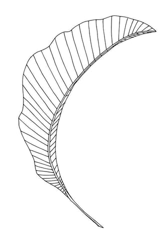 Banana Leaf Lines White Modern Wood Framed Art Print with Double Matting by 1x Studio II