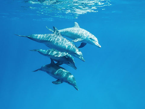 Familly Black Ornate Wood Framed Art Print with Double Matting by Melesan, Serge