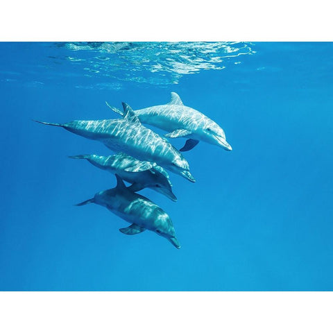 Familly White Modern Wood Framed Art Print by Melesan, Serge