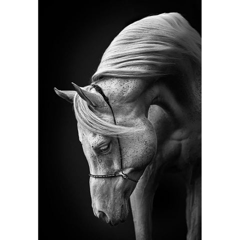White Stallion White Modern Wood Framed Art Print by Leinemann, Ulrike