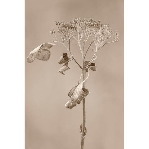 Withered Hydrangea_002 White Modern Wood Framed Art Print by Suzuki, Takashi