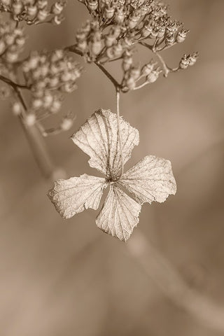 Withered Hydrangea_003 White Modern Wood Framed Art Print with Double Matting by Suzuki, Takashi