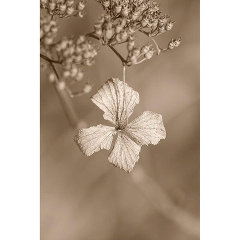 Withered Hydrangea_003 White Modern Wood Framed Art Print by Suzuki, Takashi