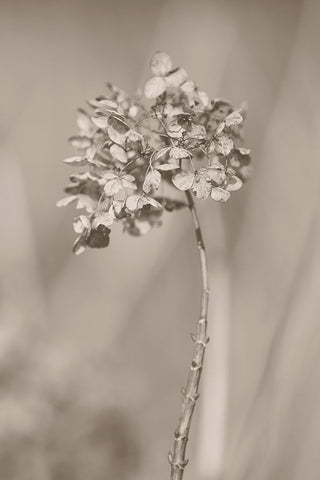 Withered Hydrangea_004 Black Ornate Wood Framed Art Print with Double Matting by Suzuki, Takashi