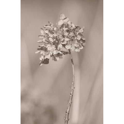 Withered Hydrangea_004 Black Modern Wood Framed Art Print by Suzuki, Takashi