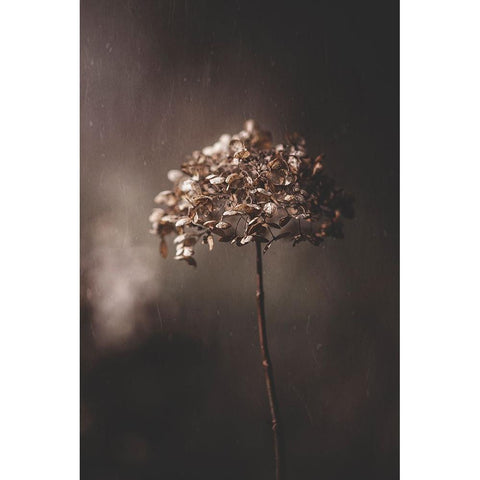 Withered Hydrangea_005 Gold Ornate Wood Framed Art Print with Double Matting by Suzuki, Takashi