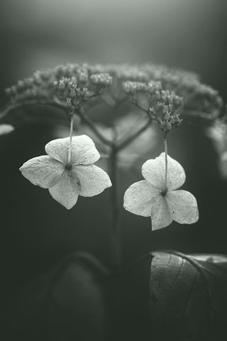 Withered Hydrangea_006 Black Ornate Wood Framed Art Print with Double Matting by Suzuki, Takashi