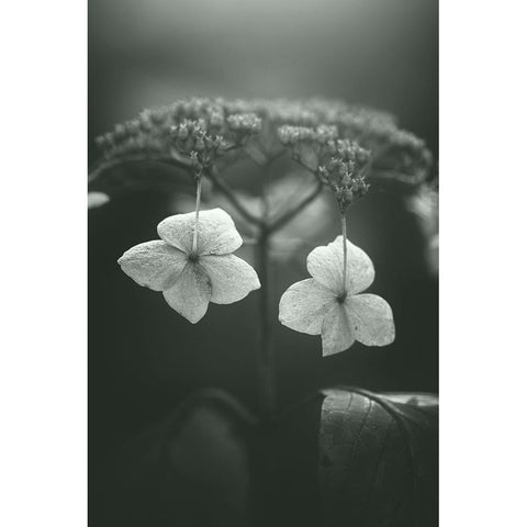 Withered Hydrangea_006 Black Modern Wood Framed Art Print by Suzuki, Takashi