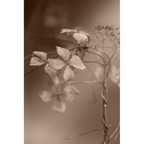 Withered Hydrangea_007 White Modern Wood Framed Art Print by Suzuki, Takashi