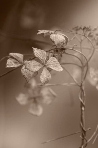 Withered Hydrangea_007 White Modern Wood Framed Art Print with Double Matting by Suzuki, Takashi