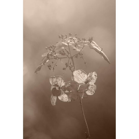 Withered Hydrangea_008 White Modern Wood Framed Art Print by Suzuki, Takashi