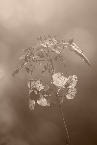 Withered Hydrangea_008 Black Ornate Wood Framed Art Print with Double Matting by Suzuki, Takashi