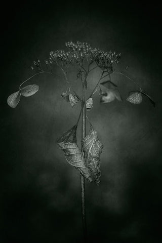 Withered Hydrangea_009 Black Ornate Wood Framed Art Print with Double Matting by Suzuki, Takashi