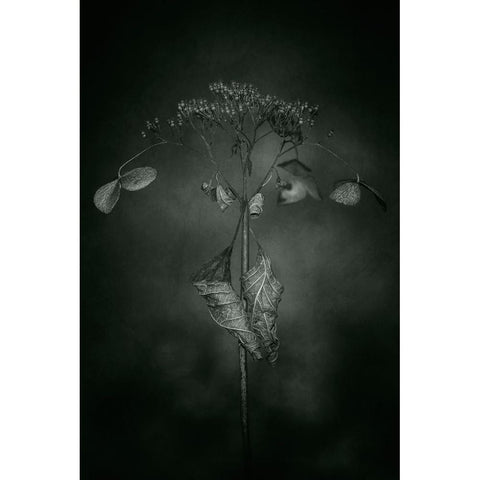 Withered Hydrangea_009 Black Modern Wood Framed Art Print by Suzuki, Takashi