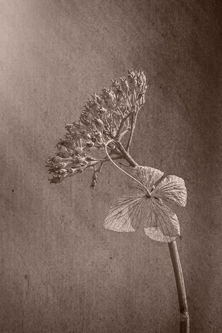 Withered Hydrangea_010 White Modern Wood Framed Art Print with Double Matting by Suzuki, Takashi