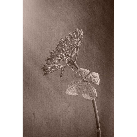 Withered Hydrangea_010 White Modern Wood Framed Art Print by Suzuki, Takashi