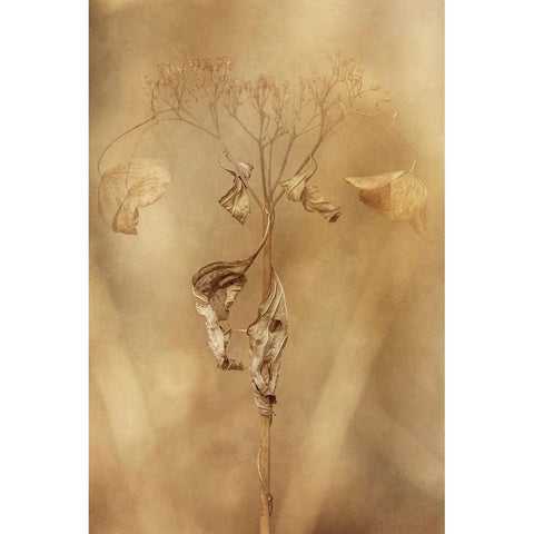 Withered Hydrangea_011 Black Modern Wood Framed Art Print with Double Matting by Suzuki, Takashi