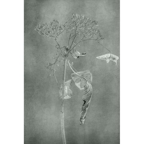 Withered Hydrangea_012 Black Modern Wood Framed Art Print with Double Matting by Suzuki, Takashi