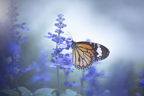 Butterfly White Modern Wood Framed Art Print with Double Matting by Li, Wang