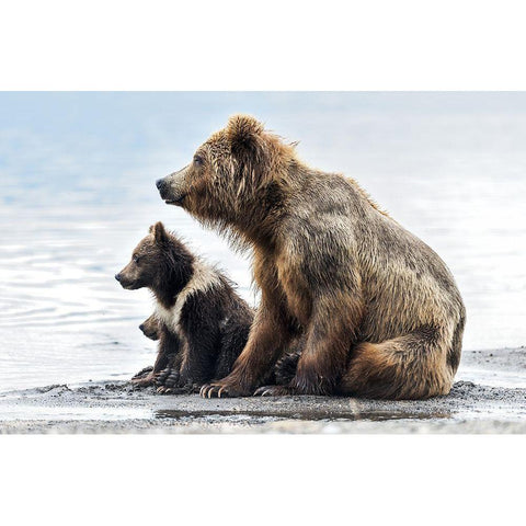 Profiles Black Modern Wood Framed Art Print with Double Matting by Damico, Giuseppe