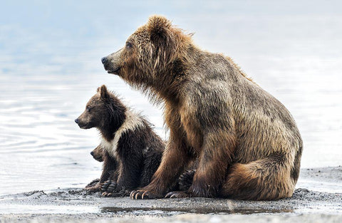 Profiles Black Ornate Wood Framed Art Print with Double Matting by Damico, Giuseppe