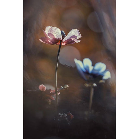 Florilauge Black Modern Wood Framed Art Print by Bravin, Fabien