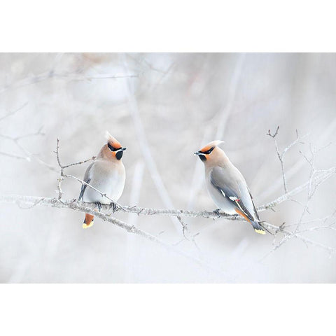 Bohemian Waxwings Gold Ornate Wood Framed Art Print with Double Matting by Cumming, Jim