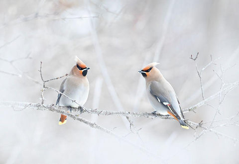 Bohemian Waxwings Black Ornate Wood Framed Art Print with Double Matting by Cumming, Jim