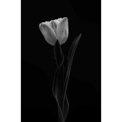 Tulip Black Modern Wood Framed Art Print with Double Matting by Gronkjar, Lotte