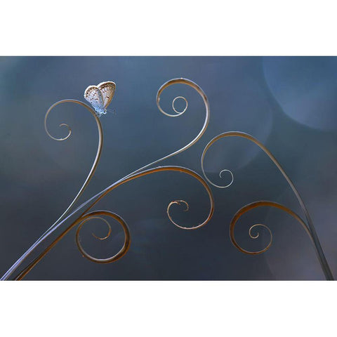 Curve Black Modern Wood Framed Art Print with Double Matting by Pamungkas, Edy