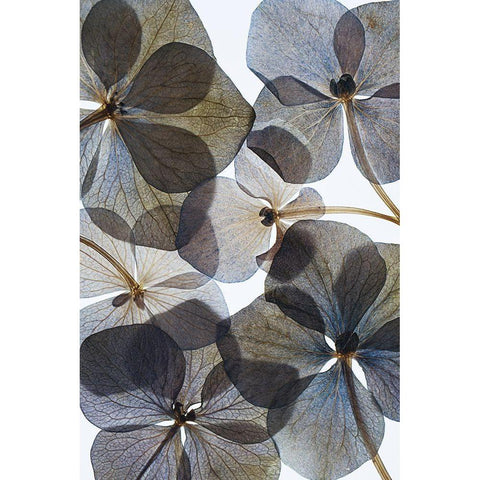 Botanical #21 White Modern Wood Framed Art Print by Lenka