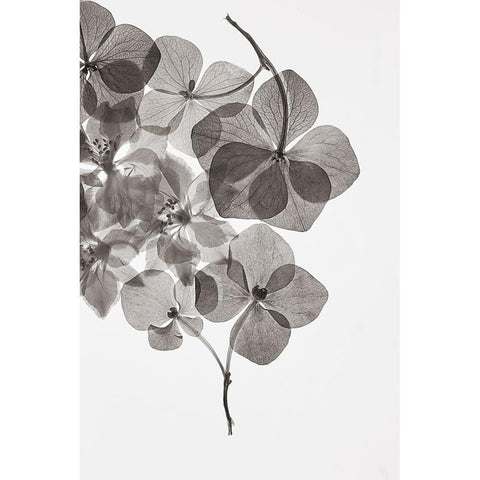 Botanical 24 White Modern Wood Framed Art Print by Lenka