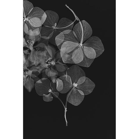 Botanical 25 Black Modern Wood Framed Art Print with Double Matting by Lenka