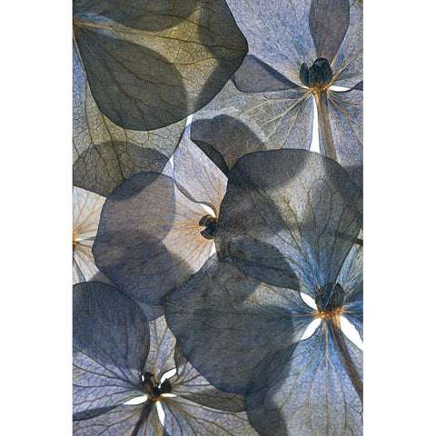 Botanical #26 White Modern Wood Framed Art Print by Lenka