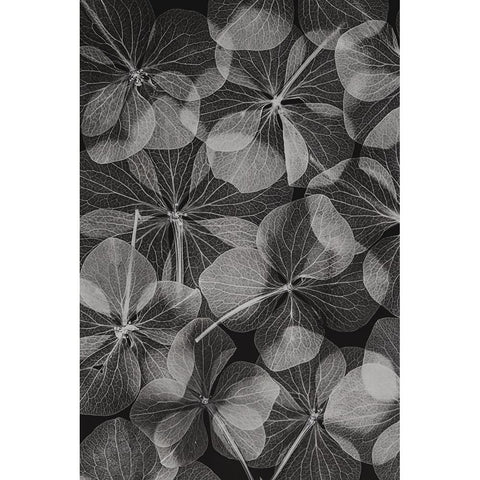 Botanical 48 Black Modern Wood Framed Art Print with Double Matting by Lenka