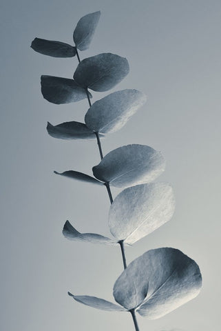 Fragrant Leaves White Modern Wood Framed Art Print with Double Matting by Westum, Heidi