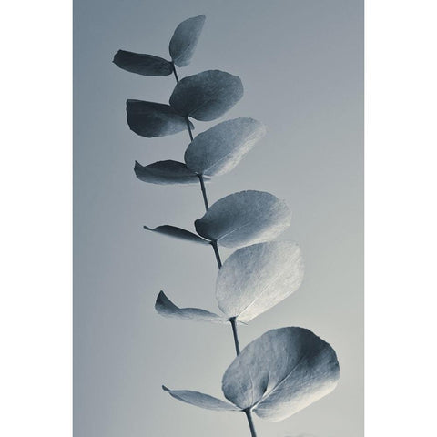 Fragrant Leaves Black Modern Wood Framed Art Print with Double Matting by Westum, Heidi