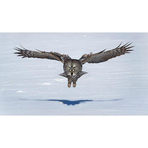 Great Grey Owl In Flight Gold Ornate Wood Framed Art Print with Double Matting by Zuo, Jun