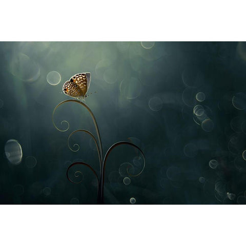 Butterfly In The Morning With Bokeh Gold Ornate Wood Framed Art Print with Double Matting by Pamungkas, Edy