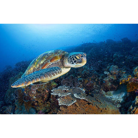 Green Sea Turtle From Raja Ampat Black Modern Wood Framed Art Print with Double Matting by Gabriel, Barathieu