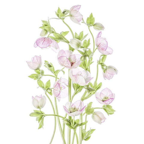 Hellebore Black Modern Wood Framed Art Print with Double Matting by Disher, Mandy