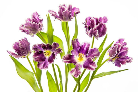 Vibrant Spring Black Ornate Wood Framed Art Print with Double Matting by Parker, Jacky