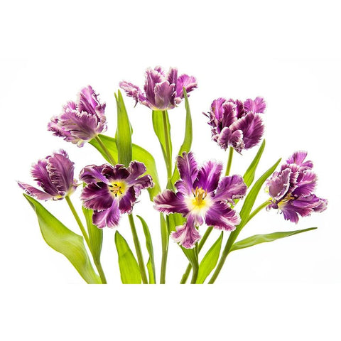 Vibrant Spring White Modern Wood Framed Art Print by Parker, Jacky