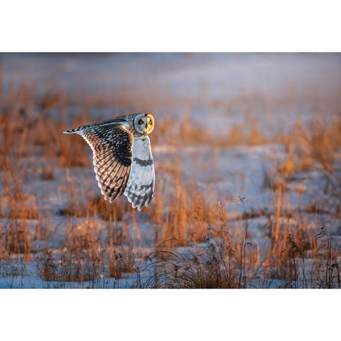 Short-Eared Owl Gold Ornate Wood Framed Art Print with Double Matting by Huang, Tao