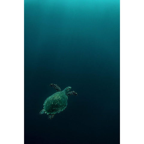 The Fly Of The Hawksbill White Modern Wood Framed Art Print by Melesan, Serge