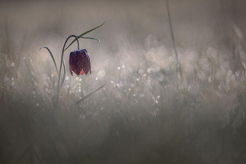 Pactillant Black Ornate Wood Framed Art Print with Double Matting by Blomme, Sebastien