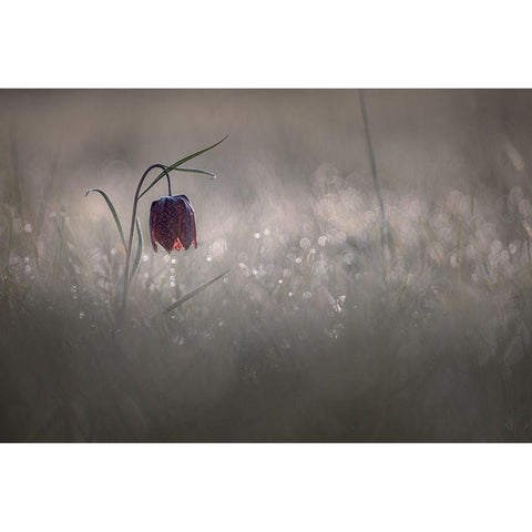 Pactillant White Modern Wood Framed Art Print by Blomme, Sebastien