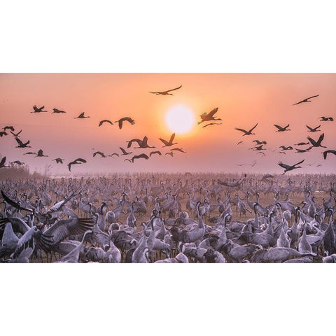 Cranes At Sunrise Black Modern Wood Framed Art Print by Or, Keren