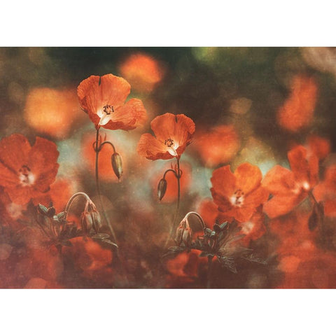 Floral Art In Red Black Modern Wood Framed Art Print with Double Matting by Georgieva V, Nikki